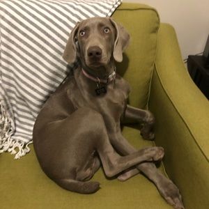 Meet your Posher, Ray